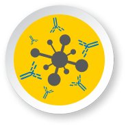 Icon for antibodies